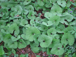 Wild ginger is a fast growing vine that has a brilliant green foliage.