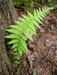 Hay scented fern is a fast growing fern.