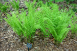 Ostrich fern is a low maintenance fern that grows near riverbanks and moist areas.