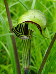 Jack in the Pulpit is a fast growing flower that grows anywhere.