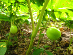 May apple Fruit is a vibrant green color.