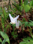 Dutchman's breeches in bloom is an adorable little plant that looks like it has pairs of pants on it.