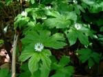 Goldenseal leaves have vibrant green foliage.