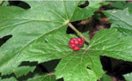 Goldenseal is a low maintenance flower that has red berries on it.