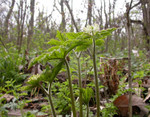 Goldenseal plant grows in shaded areas.