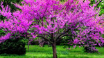 Redbud tree is a fast growing tree that looks great anywhere.