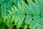 Fern Leaf have amazing foliage.