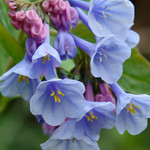 Virginia Bluebell in full bloom add a bold blue color to any space.
