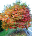 Sassafras Tree is a fast growing tree that would add a gorgeous pop of color to any area.
