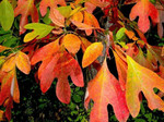Fall Sassafras Leaves have gorgeous fall foliage in the fall.