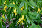 Bellwort is a fast growing flower with a bold yellow color.