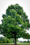 White Oak Tree Seedlings are a fast growing tree that make excellent shade trees.