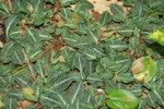 Rattle snake Plantain are low growing and easy to care for.