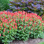Indian pink plants in full bloom