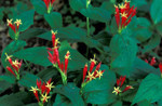 Indian pinks are a low maintenance, vibrant red plant.