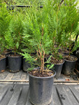Arborvitae trees are fast growing trees that are excellent for privacy borders.