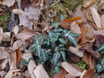 Spotted/Striped Wintergreen perennial have beautiful green leaves that are perfect for any area.