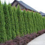 Emerald Green Arborvitae are fast growing trees that make excellent borders.