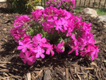 Drummonds Pink Phlox is a low maintenance ground cover.