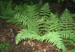 Marginal Wood Fern are beauitful semi-evergreen ferns.