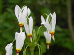 A Shooting Star is a beautiful, low maintenance flower.