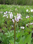 Shooting Star Plant is an amazing fast growing addition to any garden design.