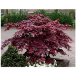 Bloodgood Japanese Maple is a fast growing tree with beautiful fall foliage.