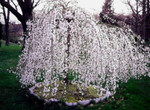 Flowering cherry trees are a fast growing tree that have  beautiful white blooms.