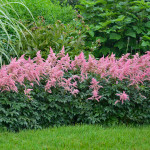 Pink Astilbe 'Bressingham Beauty'