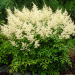 White Astilbe - Bridal Veil Astilbe

