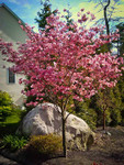 Pink dogwood trees grow best in full sun.