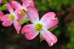 Pink dogwood blooms in Springtime.