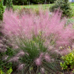 Pink muhly grass is fast growing and love full sun. 