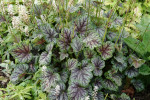 Coral bells thrive in well-drained soil and prefer partial to full shade.