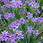 
Blue-eyed grass typically has slender, grass-like leaves and delicate flowers resembling true irises.