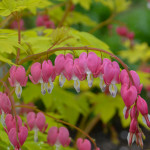 A bleeding heart flower, scientifically known as Lamprocapnos spectabilis (formerly Dicentra spectabilis), is a unique and distinctive perennial plant known for its beautiful and unusual heart-shaped flowers.