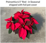 Live poinsettia plants for sale online.