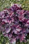 Heuchera Indian Summer Mulberry