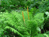 ​Plant Perennials and Ferns this Fall