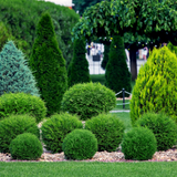 The best evergreen plants for your garden