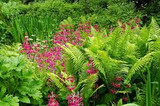 Use Delicate Ferns to Enhance Your Garden's Beauty