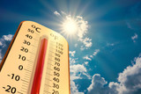 How to Keep Your Plants Alive in Record Heat: Summer Gardening in the South