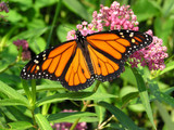 Saving Monarch Butterflies