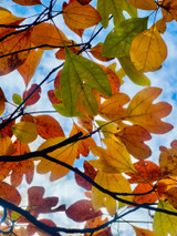 Sassafras Tree: Native Trees Finest, Enduring Hardwood