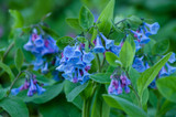 Best Native Plants for Zone 7