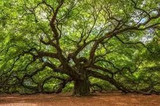 Oak Trees are Magestic and Live Longer than Humans