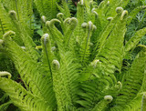 How to grow luscious Ostrich ferns.