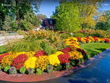 ​Summer perennials that offer colorful Fall foliage