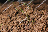 Worm Casting Aid in Root Development