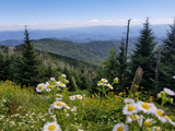 The Smoky Mountain Spring Wildflower Pilgrimage